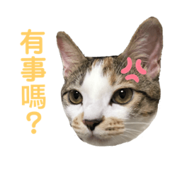 @花花的花花世界