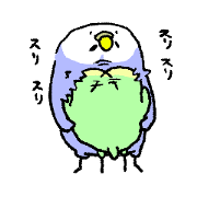 blind love budgerigar