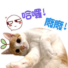 蔡歐的厭世貓生