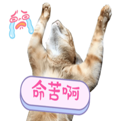 萌萌家族