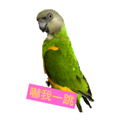 塞內鸚鵡-                 Super&Beta-2