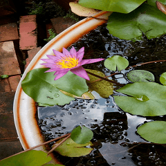 Beautiful Nelumbo nucifera