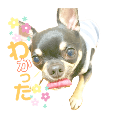 hinomaru chihuahua_20190622103321