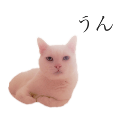 mappy_cat20190622002301