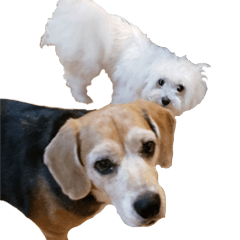 Beagle dog silk and maltese yuno