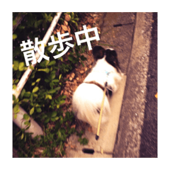 Leon the dog