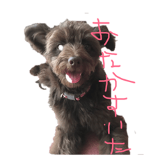 cocoa_20190622190154