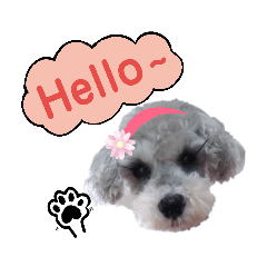 雪納瑞vivi-生活語.1