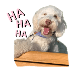 AustralianLabradoodleイサラとお友だち♡