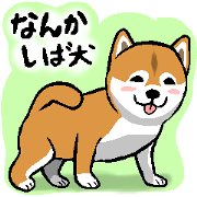 Why Shiba !