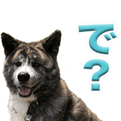 Akitadog Shuma Sticker2 Line Stickers Line Store Akitadog Shuma Sticker2 Line Stickers Line Store
