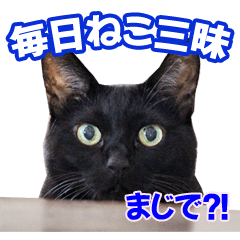 miibo_20190620