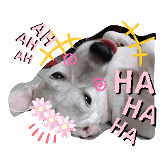 內有小惡犬