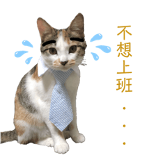 @朵莉喵集合