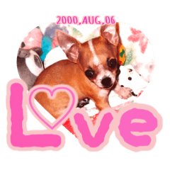 Love Chihuahua!