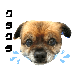 ミックス犬レオくん3