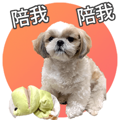 Shih Tzu dog daily life-1 living habits