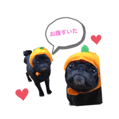 hrn.pug