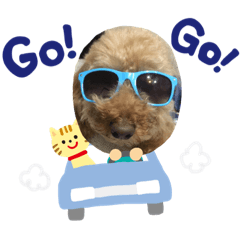 pocopoco2019