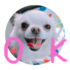 Kai&Reo chihuahua