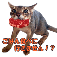 KARIMO'S KITTY ABYSSINIAN 2