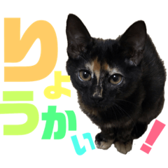 サビ猫・あかふくの日常