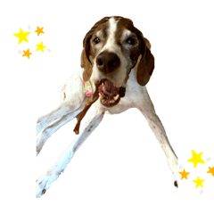 English Pointer