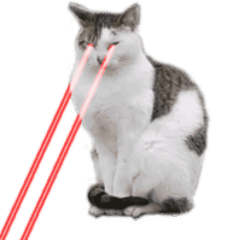 Cat Laser Beam