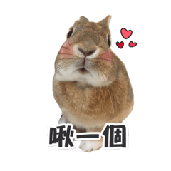 黃毛鴨頭 查查兒