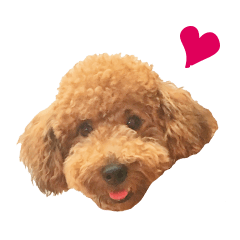 Poodle WooHua
