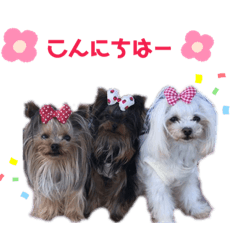 aran_20190625140525