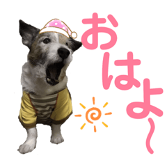 Jack-chan