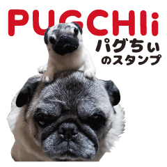 Pug's "PUGCHIi" Sticker