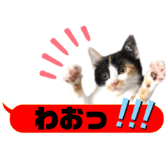 横浜の保護猫たち 03
