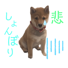 dog_20190626095039