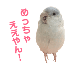 関西弁インコ マメルリハ セキセイインコ Line スタンプ Line Store 関西弁インコ マメルリハ セキセイインコ Line スタンプ Line Store