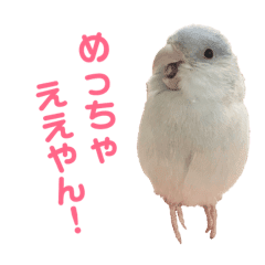 関西弁インコ マメルリハ セキセイインコ Line スタンプ Line Store