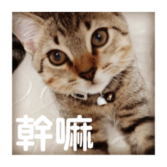 歡迎下載～國新台貓～