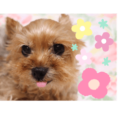 Yorkshire terrier "Koo-chan" stamp