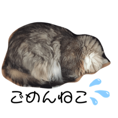 cats_20190627004948