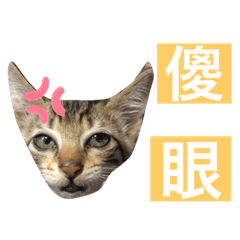 崩壞小貓