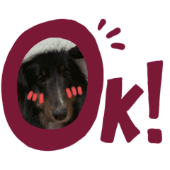 dog_momo