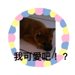 我可愛的生活主人幫我記錄