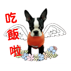 波士頓梗一家