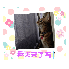 喵喵の窩（茶茶&Mimi）