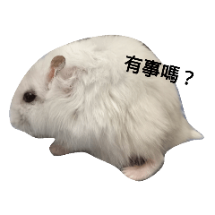 我的可愛倉鼠