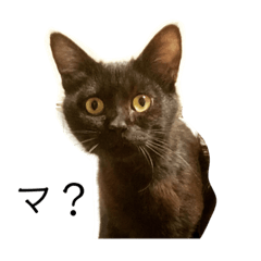 KuronekoSoru