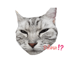 Eugenethecat