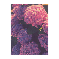 Piyoko_20190628150008