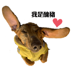 黃滷肉日常生活